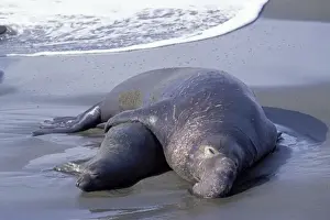 Northern Elephant Seal - mating - Piedras Blancas colony - California coast - North America - Pacific Ocean