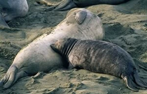 Images Dated 12th November 2007: Northern Elephant Seal - nursing pup Central California, USA