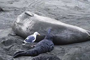 Northern Elephant Seal - pup nursing and Western Gull waiting to steal some milk - Piedras Blancas colony - California coast - North America - Pacific Ocean