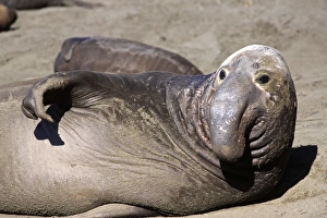 Northern Elephant Seal - subadult male looking up - Piedras Blancas colony Northern Elephant Seal - subadult male looking up - Piedras Blancas colony
