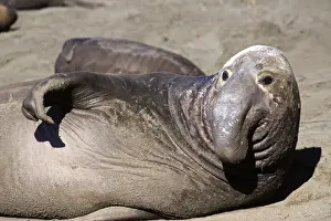 Northern Elephant Seal - subadult male looking up - Piedras Blancas colony - California coast - North America - Pacific Ocean