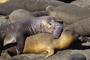 Seals Prints: Northern Elephant Seal - trying to mate whilst watching for the beachmaster - Piedras Blancas colony - California coast