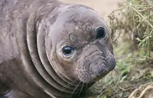 Northern Elephant Seal - weaned pup Central Caifornia, USA