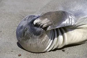 Flippers Prints: Northern Elephant Seal - weaned pup - Piedras Blancas colony - California coast - North America - Pacific Ocean