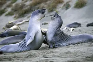 Play Fighting Prints: Northern Elephant Seal - weaned pups play-fighting - Piedras Blancas colony - California coast - North America