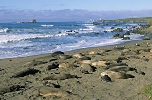 Northern Elephant Seals - Colony on beach at Piedras