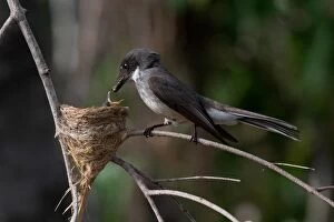 Aboriginal Community Gallery: Northern Fantail - With food for a small chick