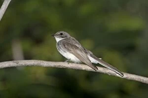Images Dated 11th December 2011: Northern Fantail - perched on a branch