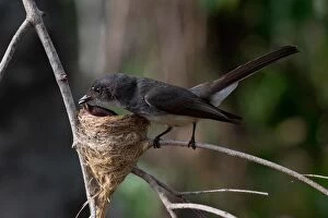 Aboriginal Community Gallery: Northern Fantail - Removing a faecal sac from a