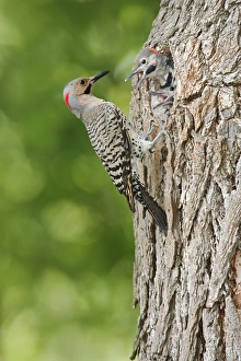 Images Dated 5th July 2004: Northern Flicker