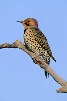 Northern Flicker