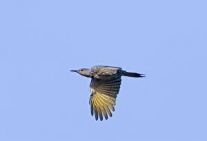 Images Dated 18th October 2005: Northern Flicker