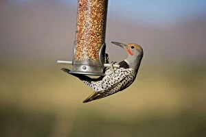 Northern Flicker - on bird feeder