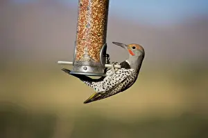 Northern Flicker - on bird feeder - Common in open woodlands and suburban areas - Often found in Sonoran Desert where they make nests in Saguaro cactus - Often feeds on the ground Sonoran Desert - Arizona USA
