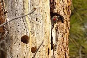 Hole Gallery: A Northern Flicker (Colaptes auratus) checks
