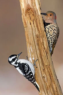 Auratus Gallery: Northern Flicker - with female Hairy Woodpecker