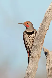 Flicker Prints: Northern Flicker - male red-shafted race - March - southeastern Arizona - USA