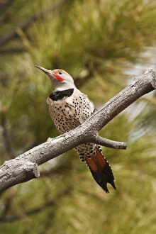 Images Dated 28th July 2010: A Northern Flicker (red-shafted) (Colaptes)