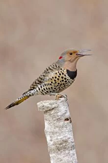 Images Dated 23rd December 2010: Northern Flicker - Yellow-shafted race