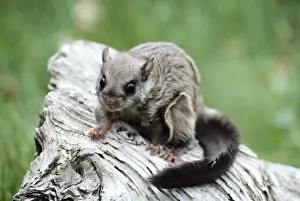 Northern Flying Squirrel Cananda, North America