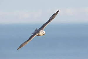 Northern Fulmar adult bird in flight Iceland