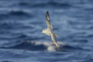 Northern Fulmar (Dark Morph) - In flight over sea