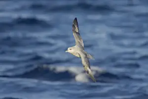 Fulmars Prints: Northern Fulmar (Dark Morph) - In flight over sea Fulmarus glacialis Svalbard (Spitsbergen) Norway BI016862