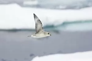 Northern Fulmar (Dark Morph) - In flight over sea ice