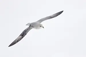 Northern Fulmar (Dark Morph) - In flight over sea ice Fulmarus glacialis Svalbard (Spitsbergen) Norway BI016838