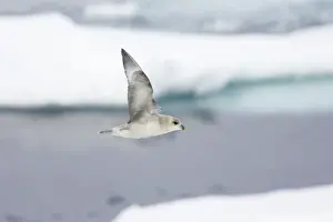 Northern Fulmar (Dark Morph) - In flight over sea ice Fulmarus glacialis Svalbard (Spitsbergen) Norway BI016840