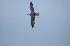 Gliding Prints: Northern Fulmar In flight Isles of Scilly August