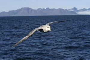 Northern Fulmar - in flight, at sea