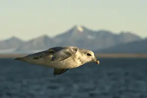Fulmars Prints: Northern Fulmar - in flight. Spitzbergen. Svalbard