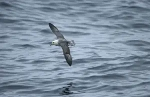Fulmars Prints: Northern Fulmar In flight over water Isles of Scilly August