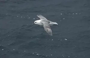 Northern Fulmar In flight over water Isles of Scilly August