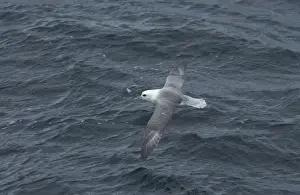 Gliding Prints: Northern Fulmar Inflight over water Isles of Scilly August