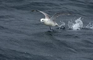 Images Dated 6th September 2004: Northern Fulmar Taking off from water Isles of Scilly August
