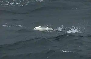 Northern Fulmar Taking off from water Isles of Scilly August