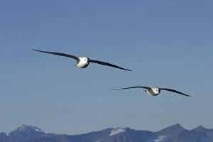 Northern Fulmars - in flight