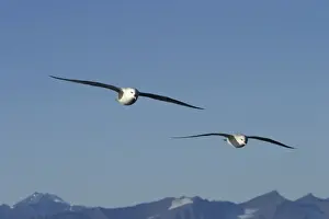 Fulmars Prints: Northern Fulmars - in flight. Spitzbergen. Svalbard