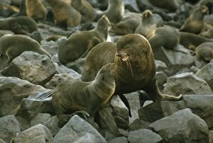 Images Dated 6th December 2007: Northern Fur Seal - bull greeting cow Pribilof Island