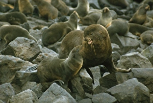 Images Dated 6th December 2007: Northern Fur Seal - bull greeting cow Pribilof Island