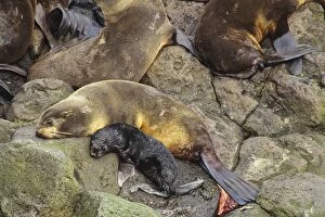 Northern Fur Seal -female rests after giving birth to pup, after birth near her tail