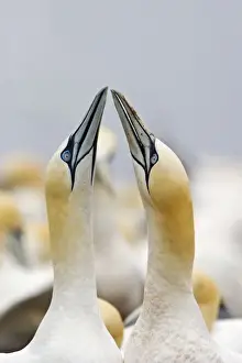 Northern Gannet