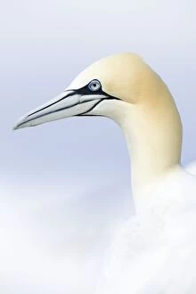 Images Dated 26th May 2007: Northern Gannet