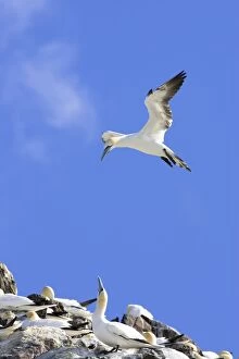 Images Dated 26th May 2007: Northern Gannet - adult hanging in the wind trying to alight next to mate at nest site