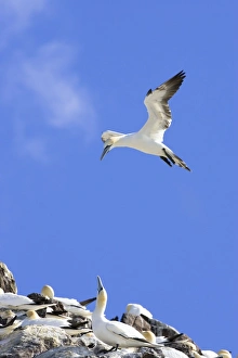 Images Dated 26th May 2007: Northern Gannet Adult hanging in the wind trying to alight next to mate at nest site