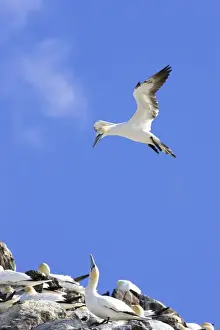 Bass Prints: Northern Gannet Adult hanging in the wind trying to alight next to mate at nest site