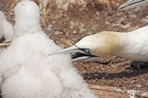 Bassana Gallery: Northern Gannet adult killing chick from neighbouring nest