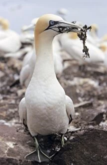 Northern GANNET - adult with nest material